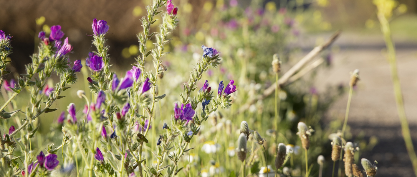 Festival des plantes